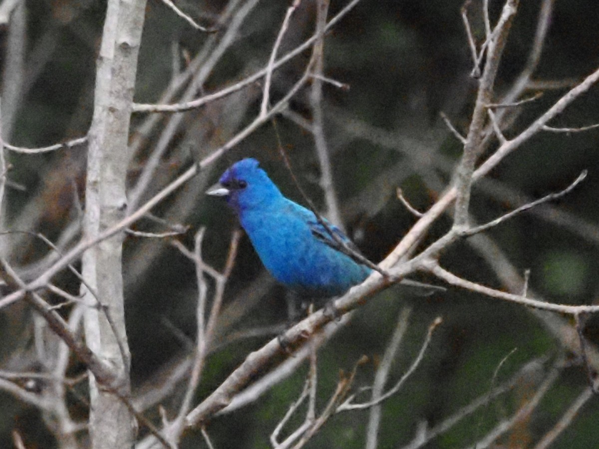 Passerin indigo - ML620666831