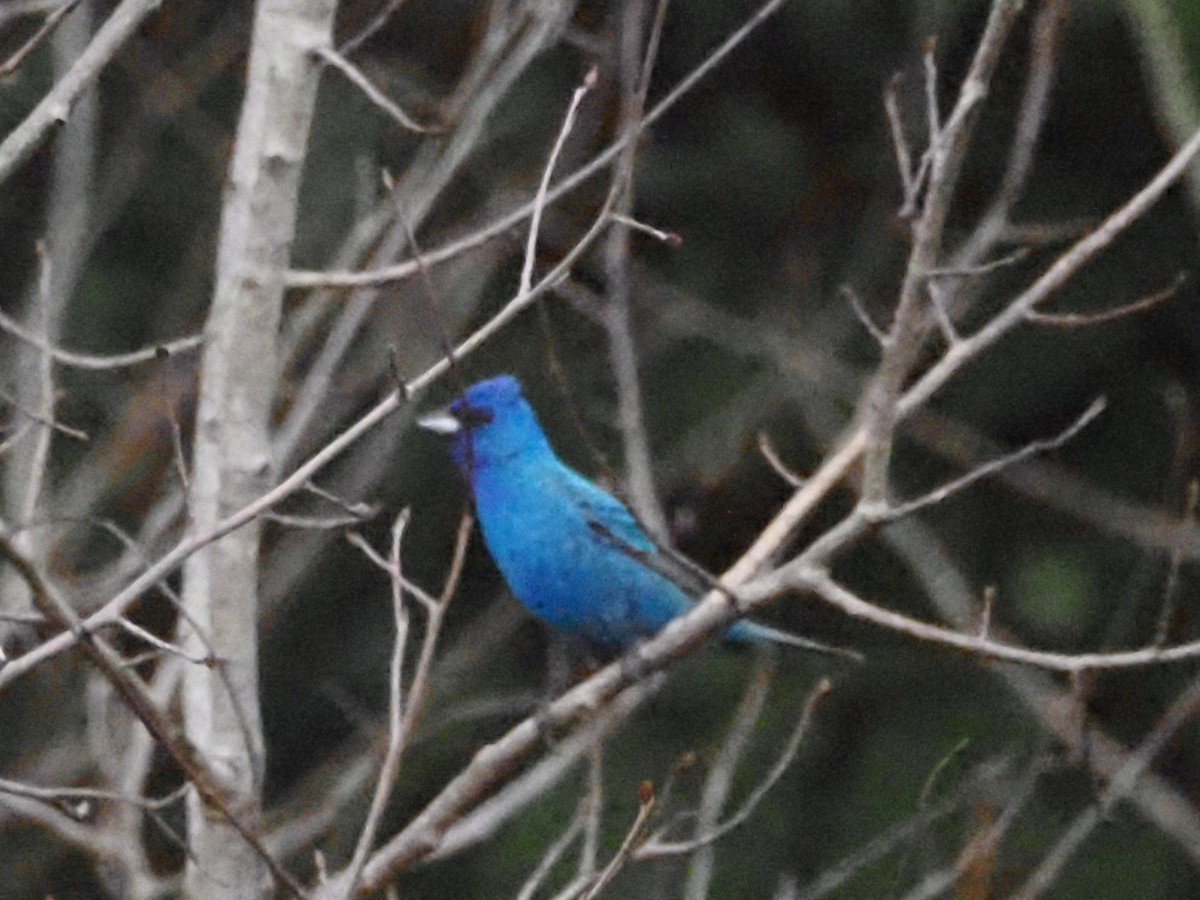 Passerin indigo - ML620666832