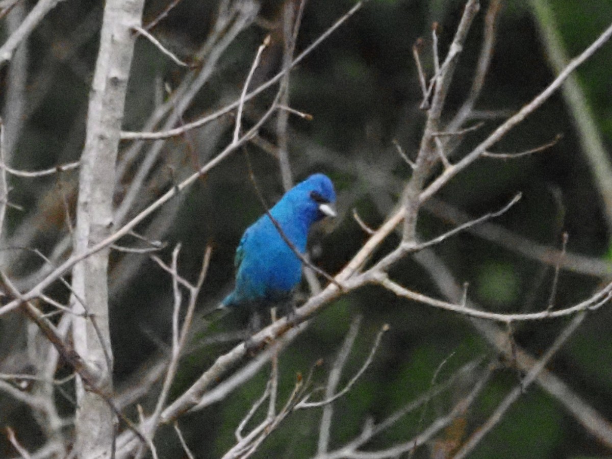 Indigo Bunting - ML620666833