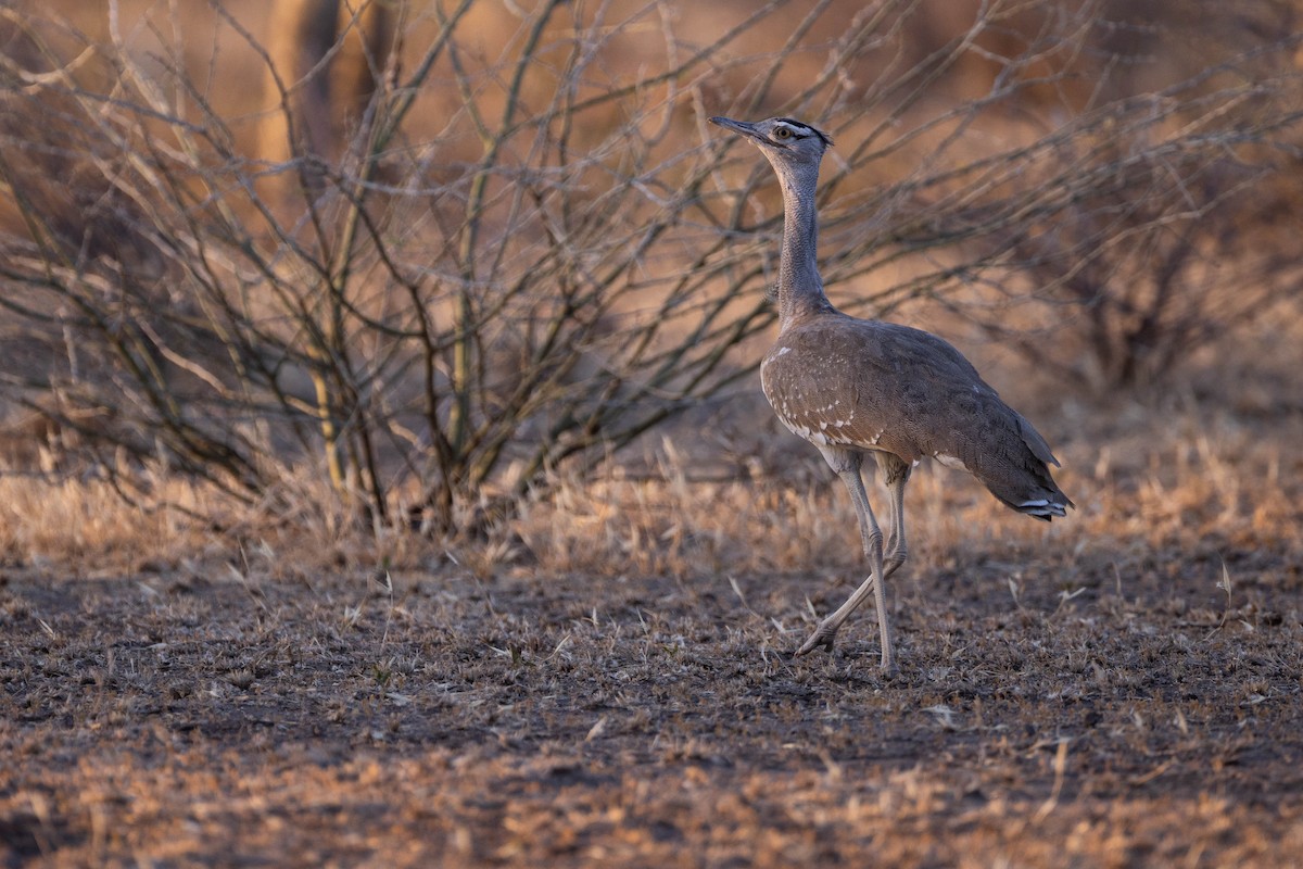 Arabian Bustard - Rémi Pichard