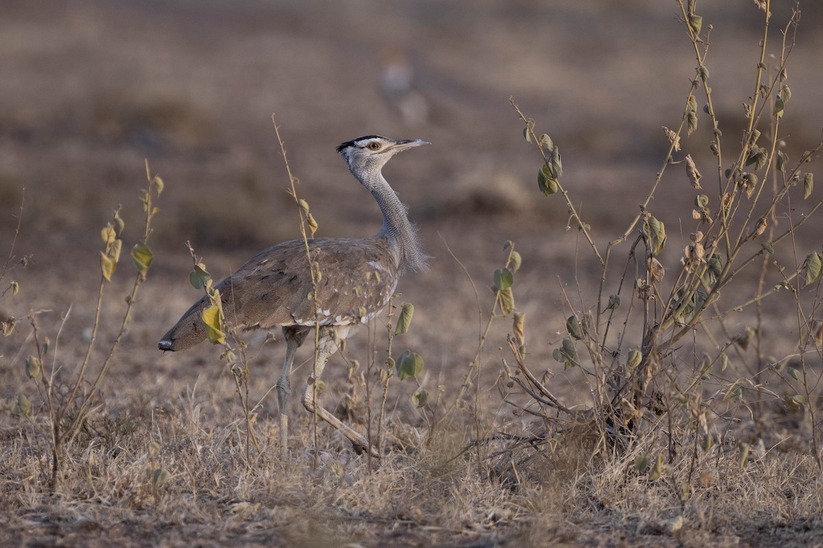 Arabian Bustard - ML620666837