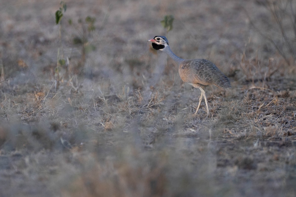 White-bellied Bustard - ML620666838