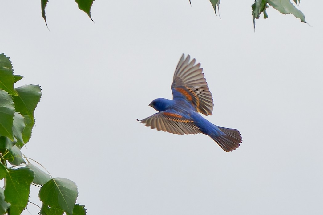 Blue Grosbeak - ML620666839