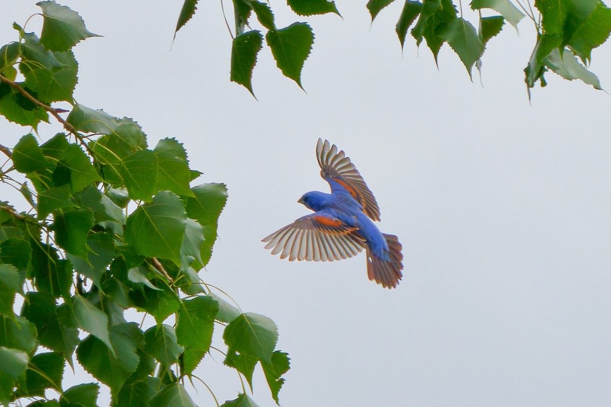 Blue Grosbeak - ML620666840