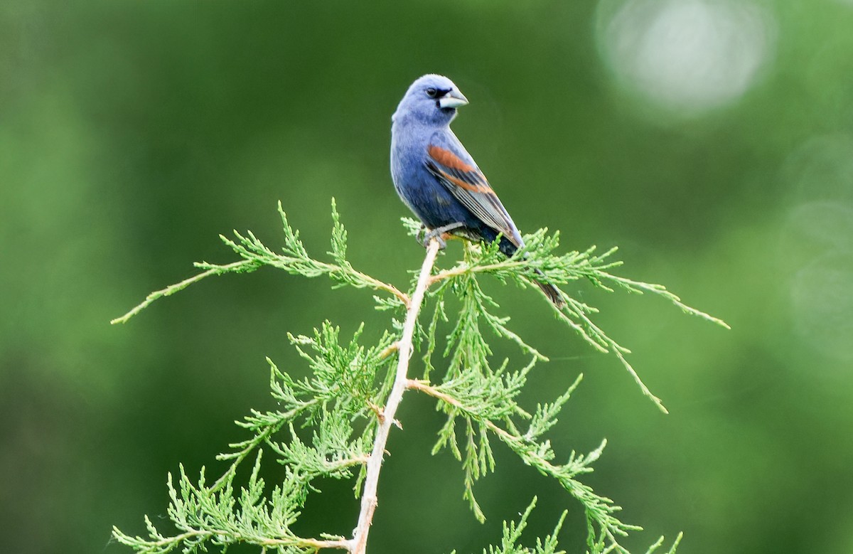 Blue Grosbeak - ML620666842