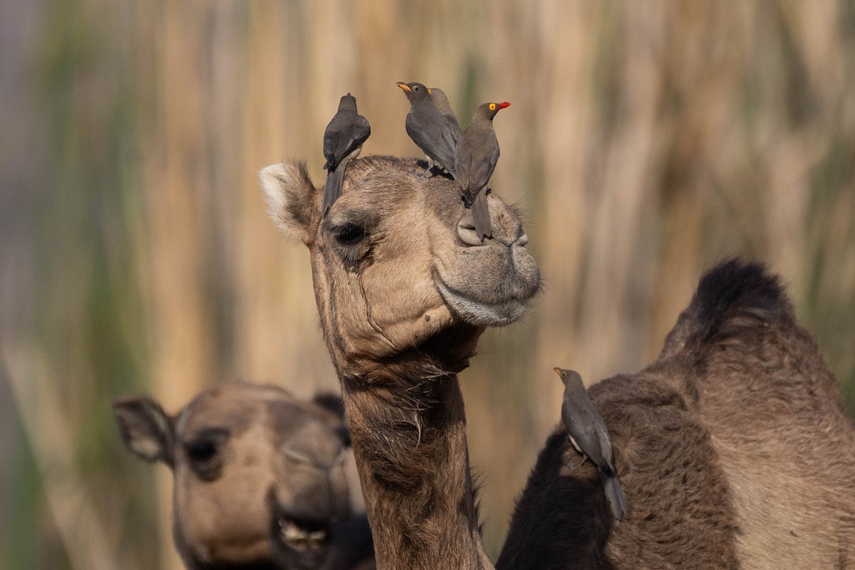 Red-billed Oxpecker - Rémi Pichard