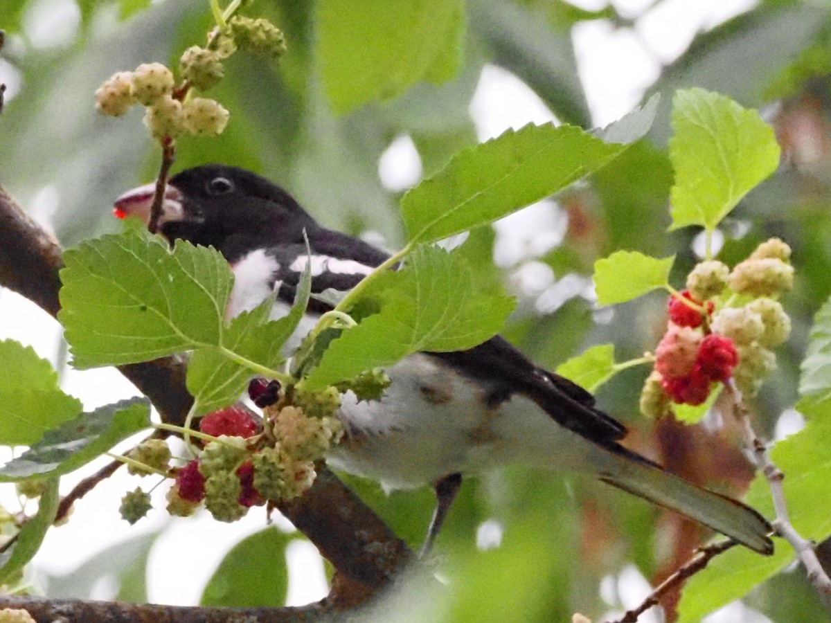 Rose-breasted Grosbeak - ML620666844