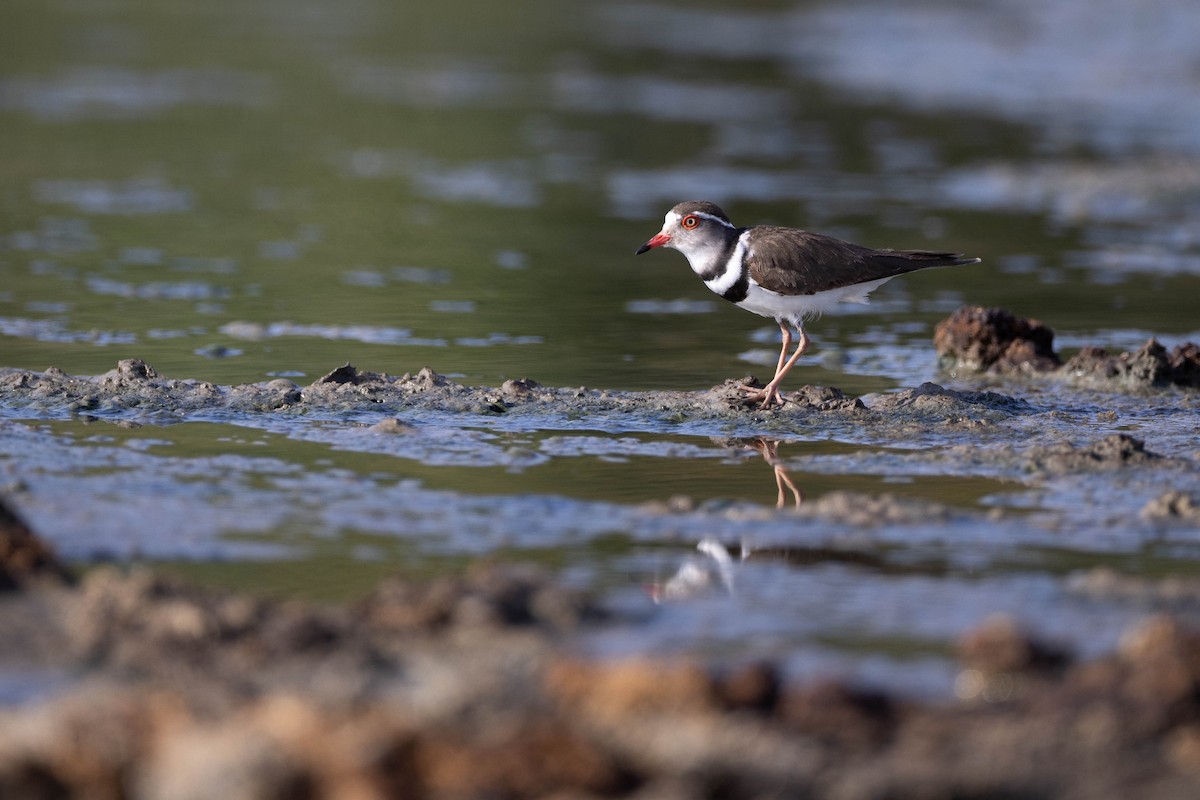 Three-banded Plover - ML620666847