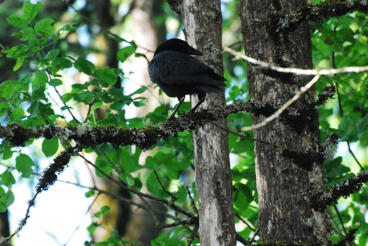 American Crow - ML620666849