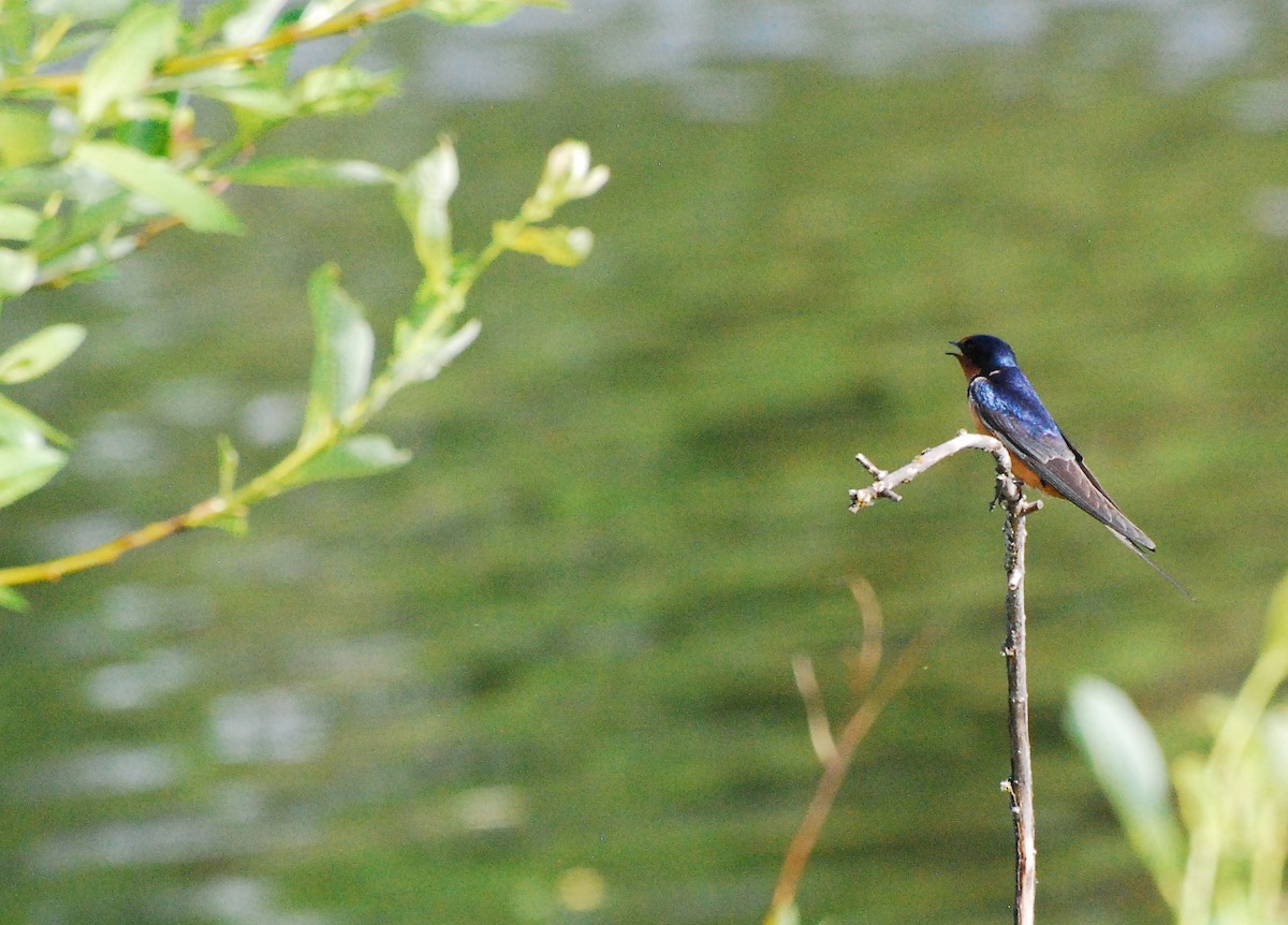 Barn Swallow - Max Thayer