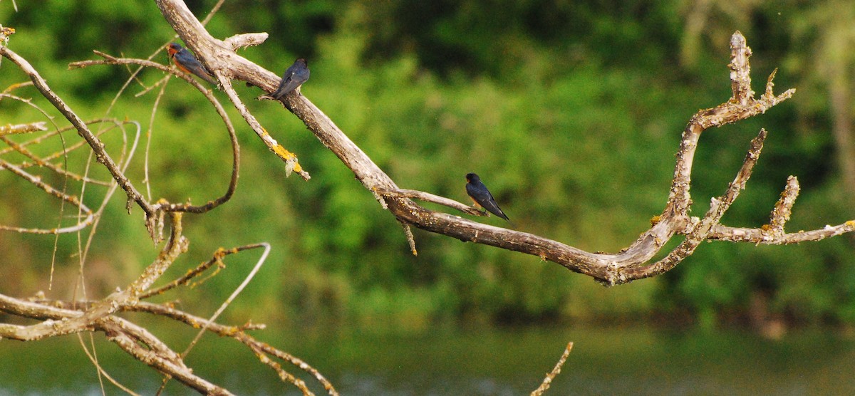 Barn Swallow - Max Thayer