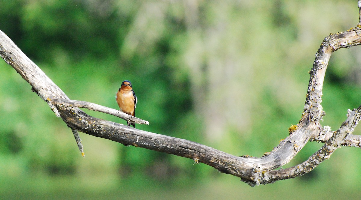 Barn Swallow - ML620666853