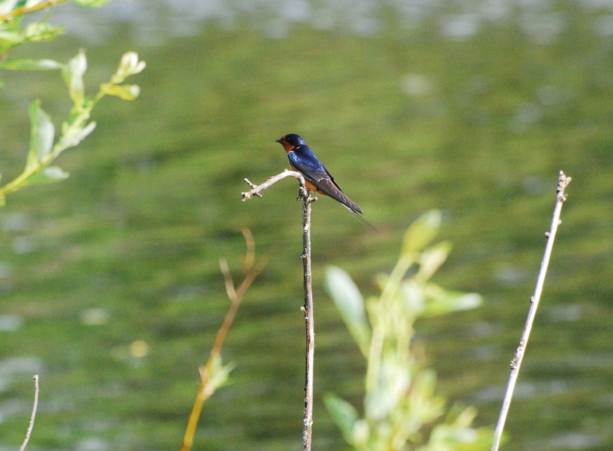 Barn Swallow - Max Thayer