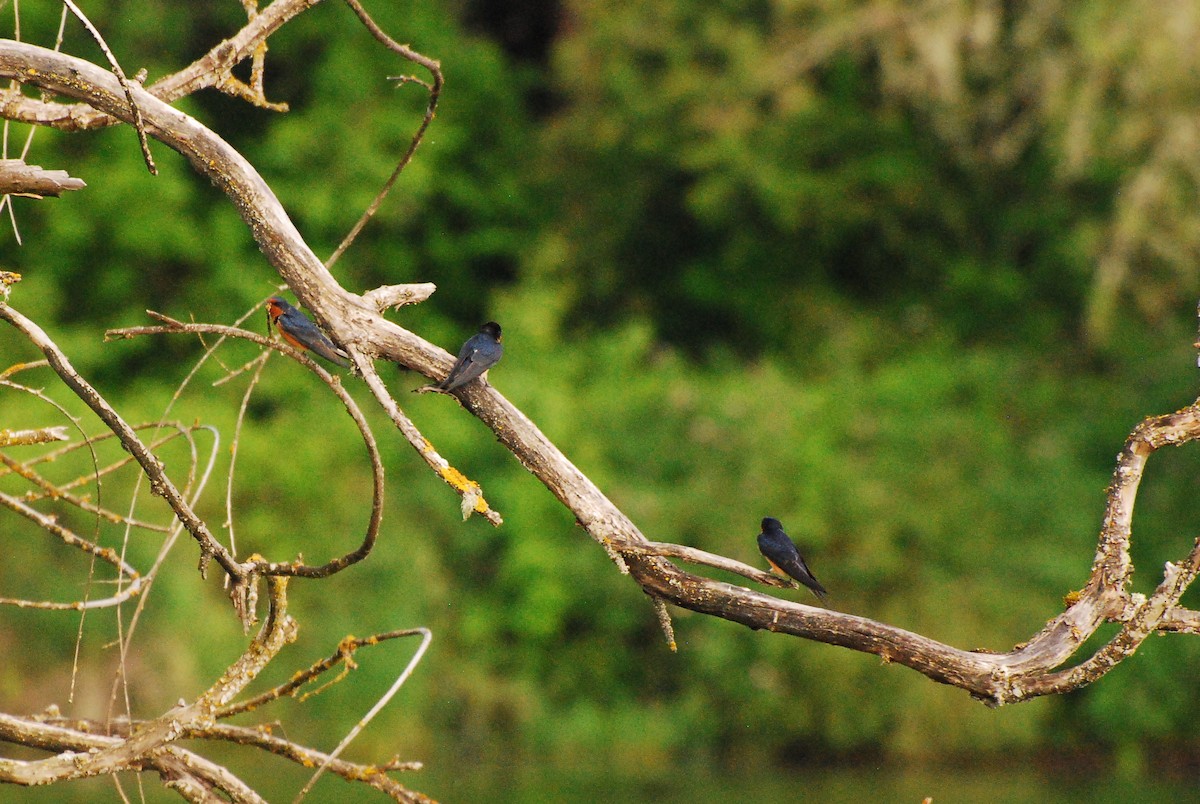 Barn Swallow - Max Thayer