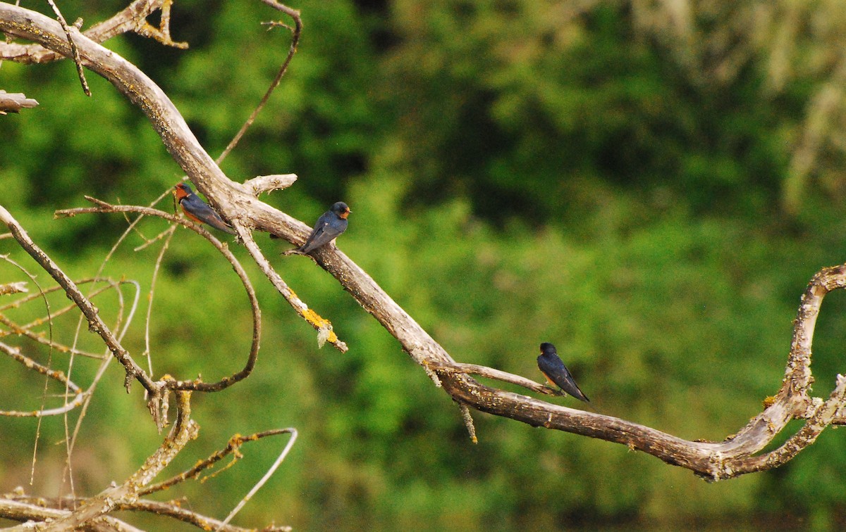 Barn Swallow - ML620666859