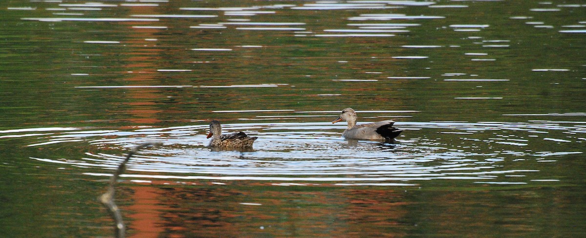 Gadwall - ML620666862