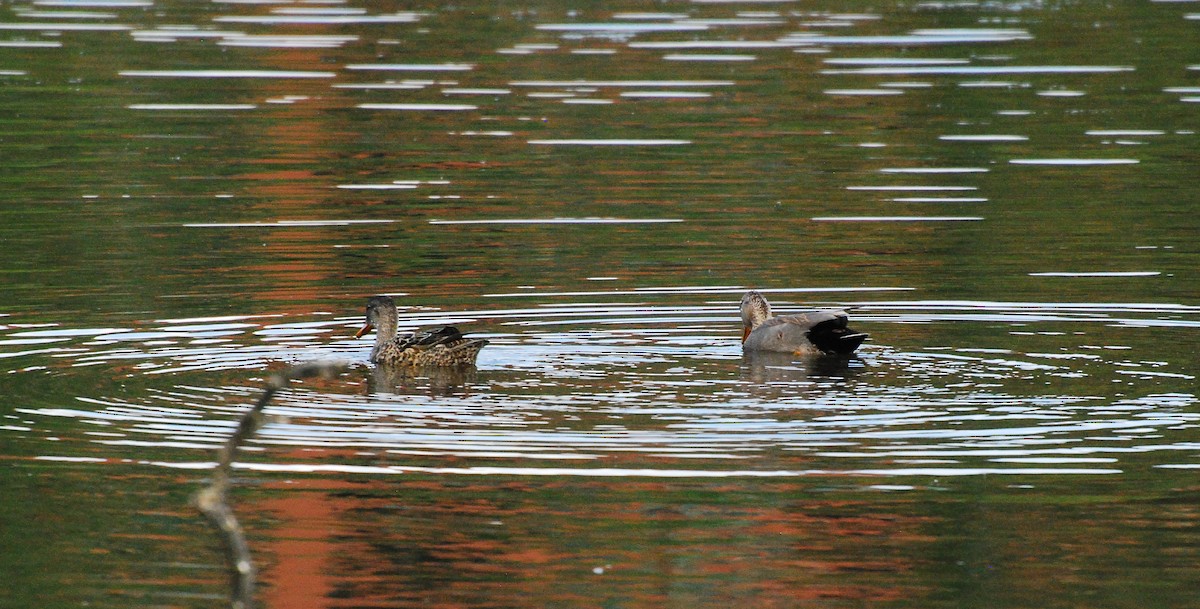 Gadwall - ML620666863