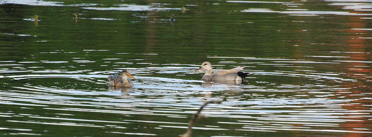 Gadwall - ML620666864