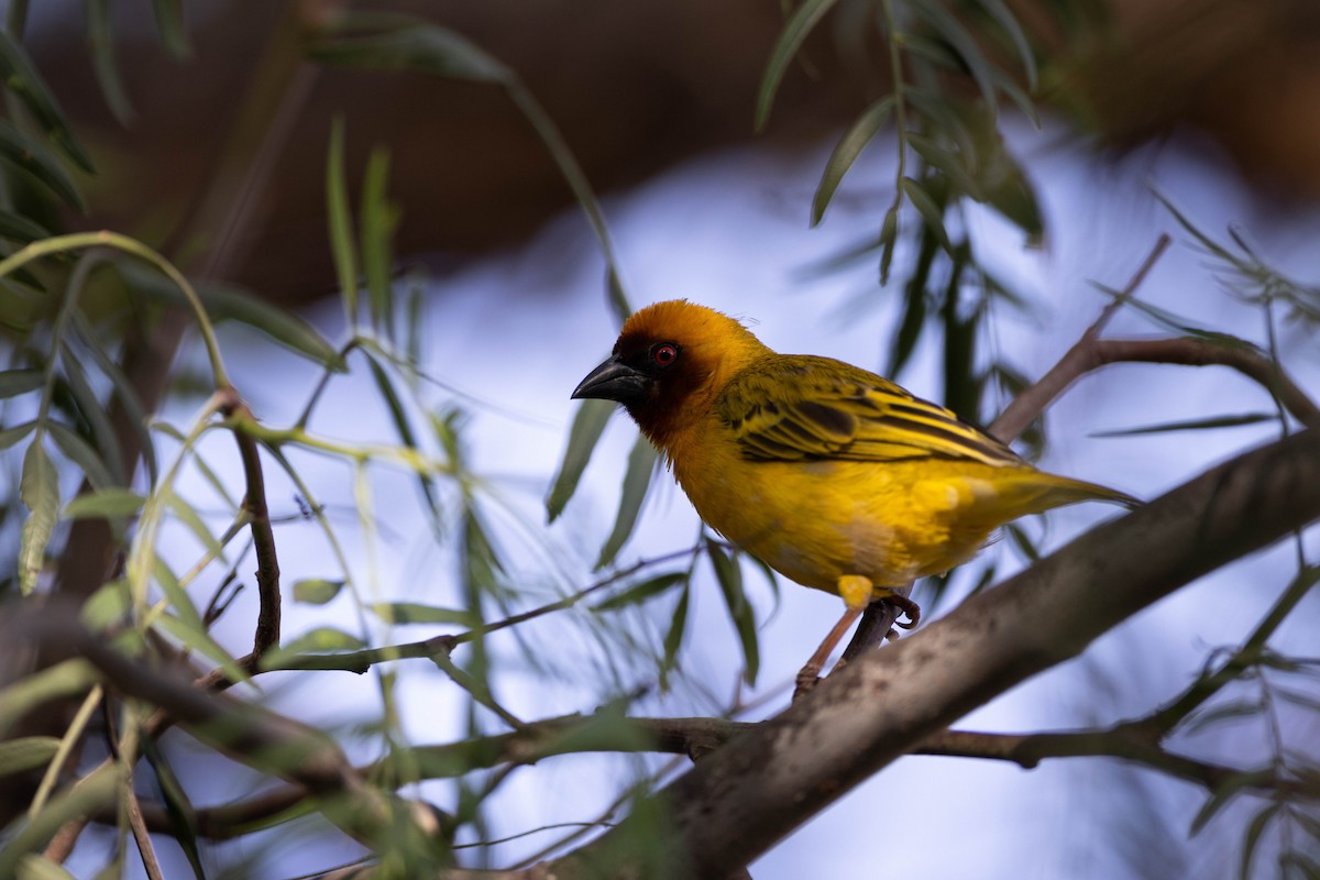 Rüppell's Weaver - ML620666866