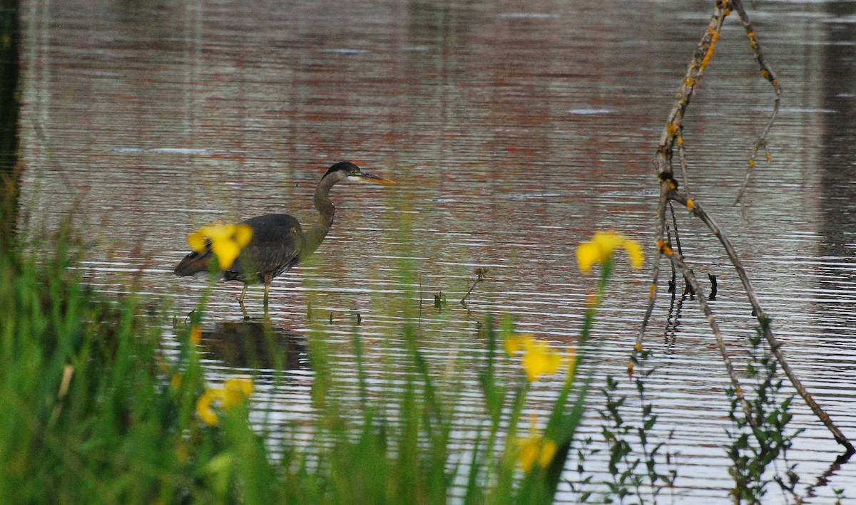 Garza Azulada - ML620666867