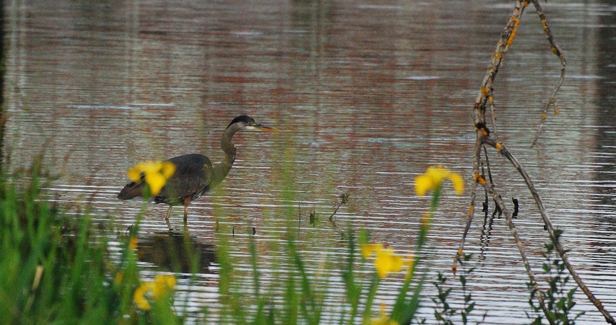 Great Blue Heron - ML620666868