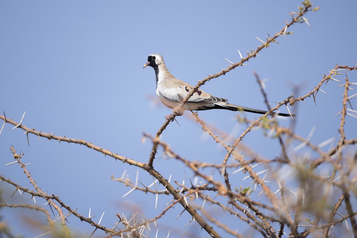 Namaqua Dove - Rémi Pichard