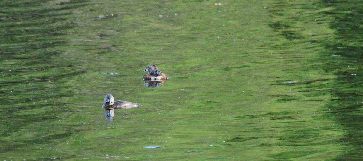 Pied-billed Grebe - ML620666872