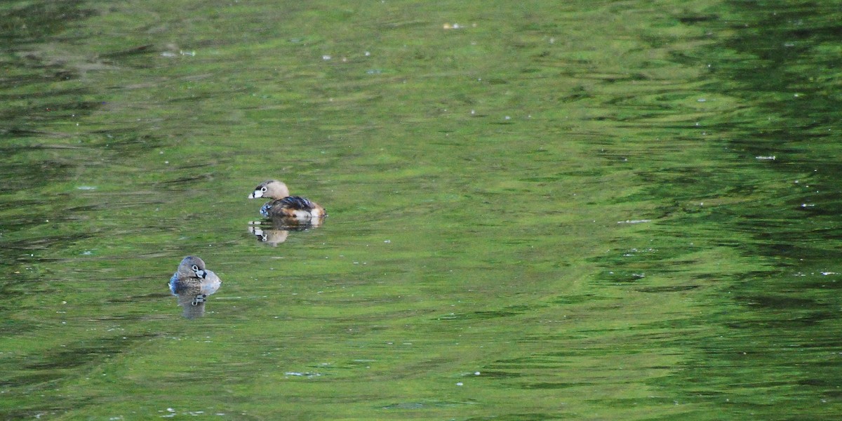 Pied-billed Grebe - ML620666873