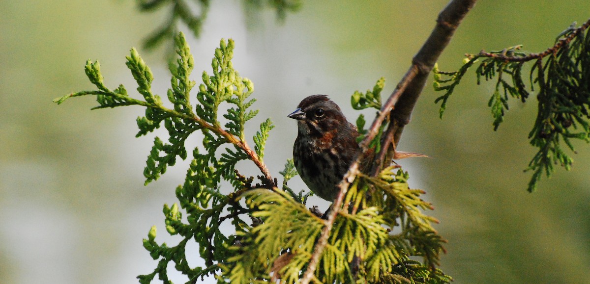 Song Sparrow - ML620666875