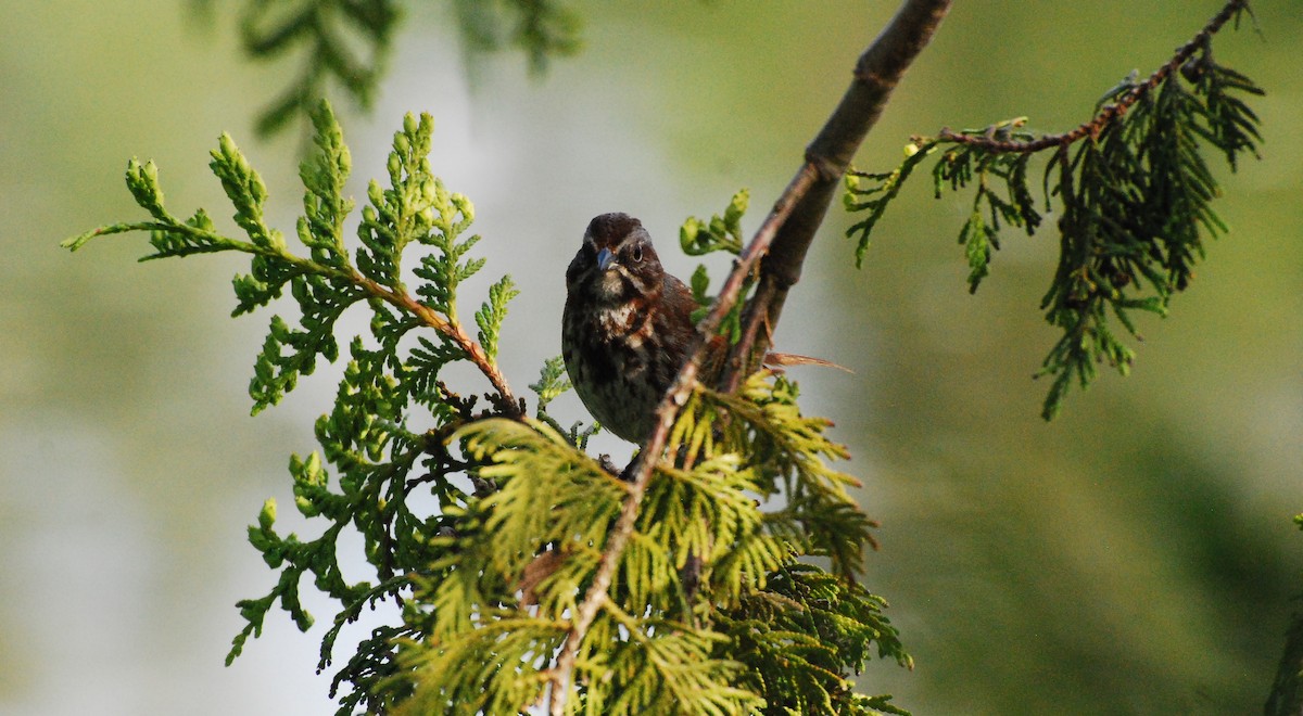 Song Sparrow - ML620666877