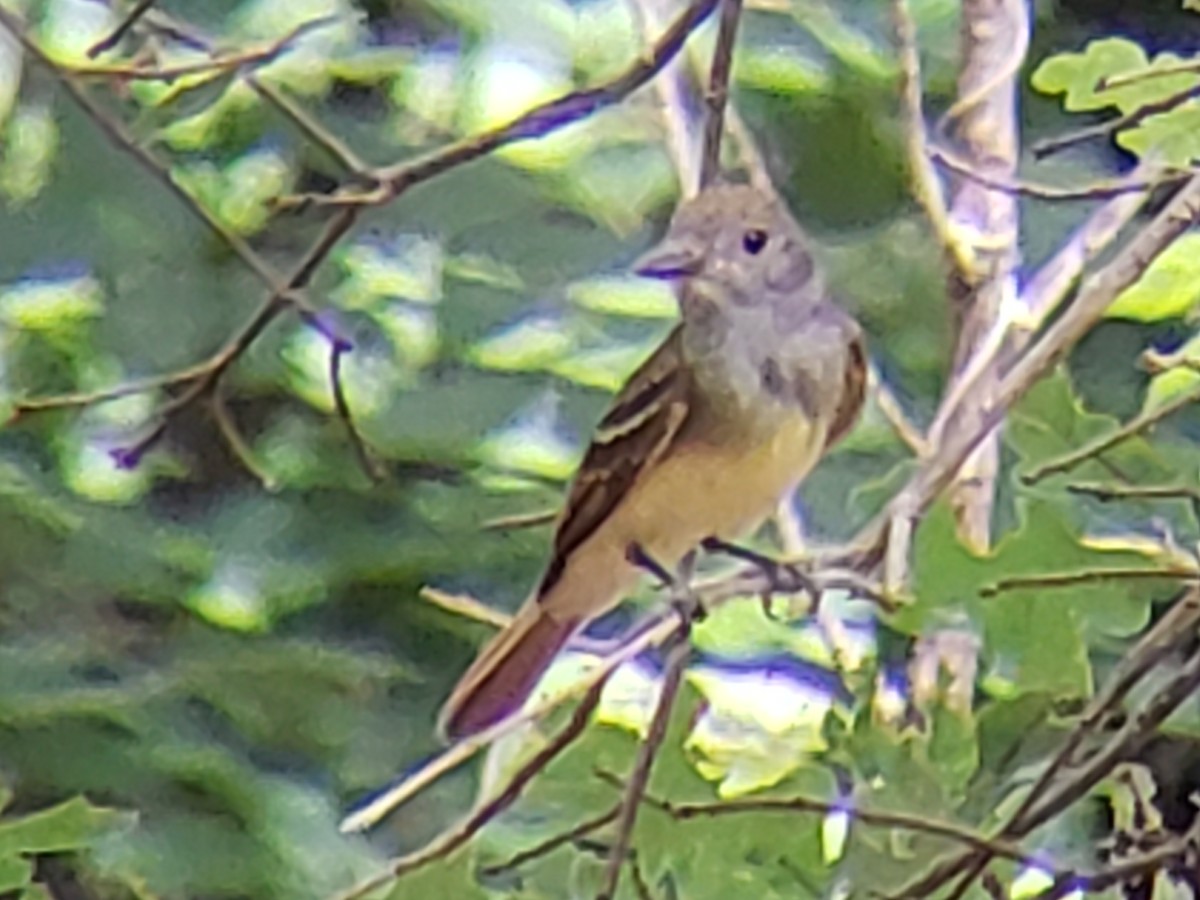 Great Crested Flycatcher - ML620666879