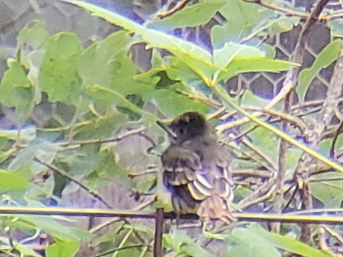 Great Crested Flycatcher - ML620666880