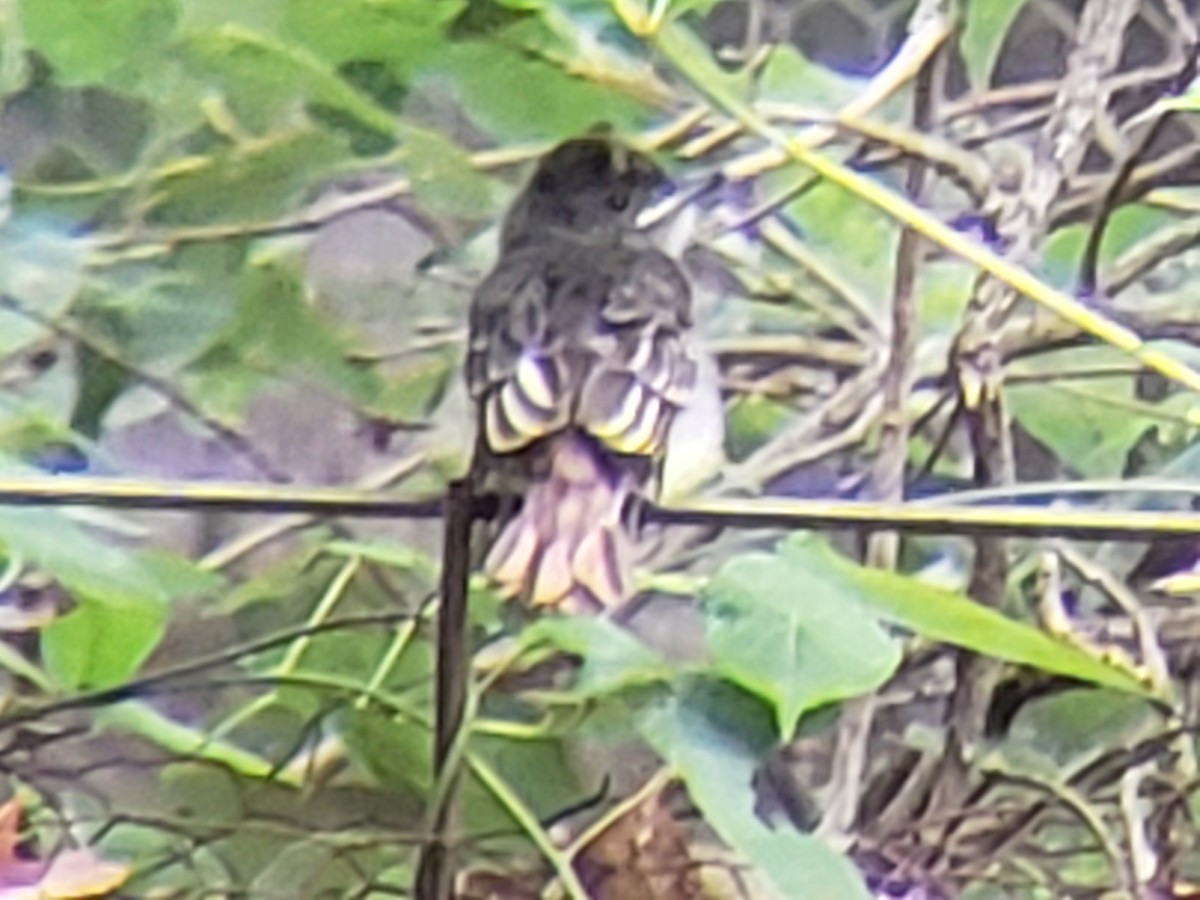 Great Crested Flycatcher - ML620666881