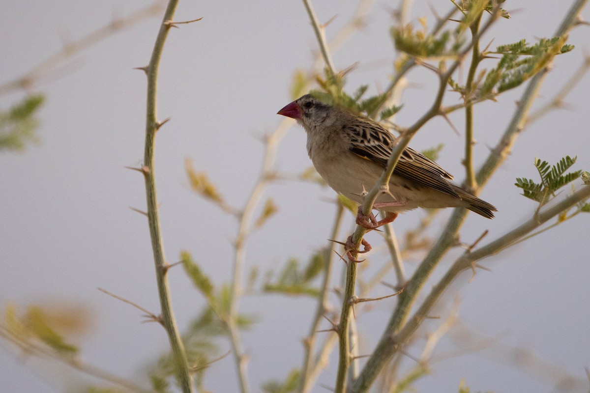 Red-billed Quelea - ML620666883