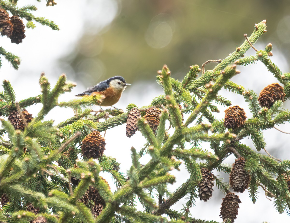 Przevalski's Nuthatch - ML620666884