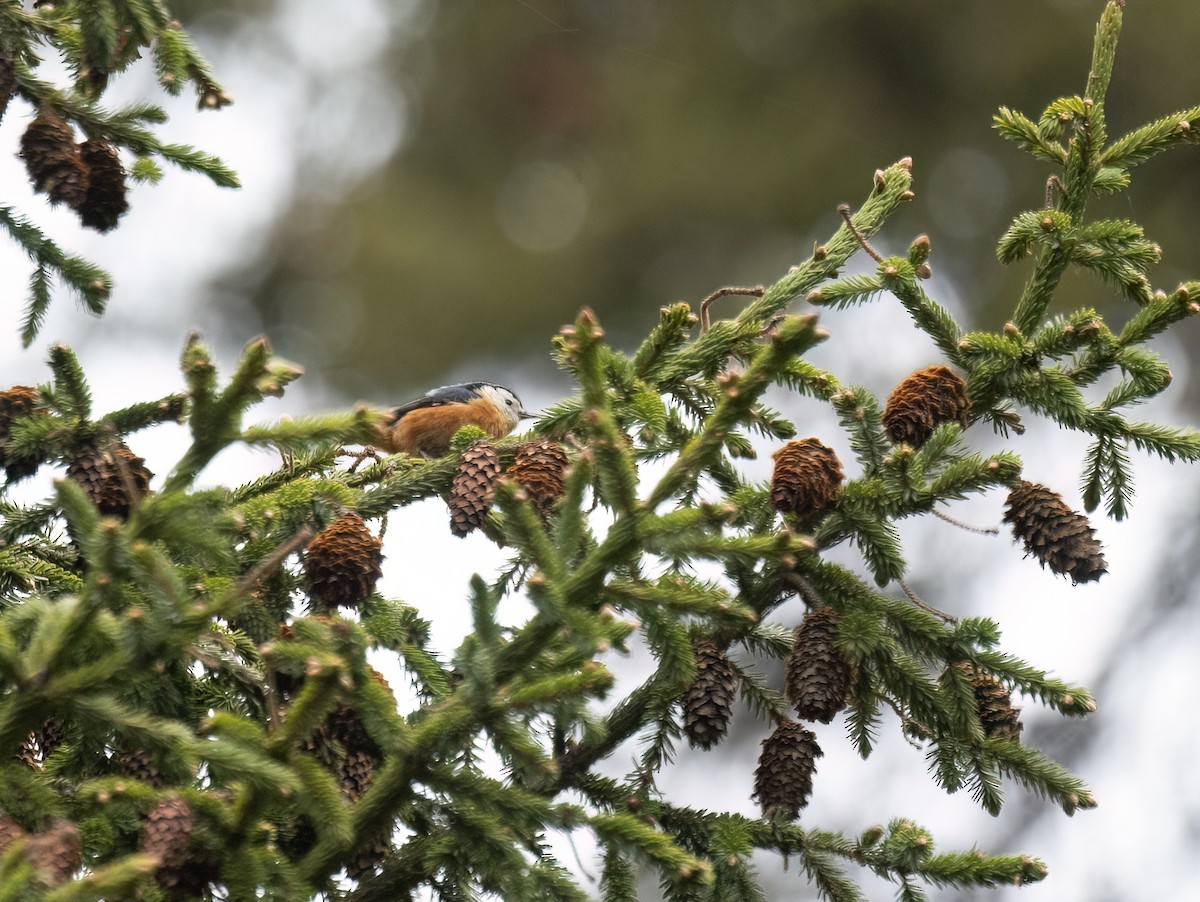 Przevalski's Nuthatch - ML620666885