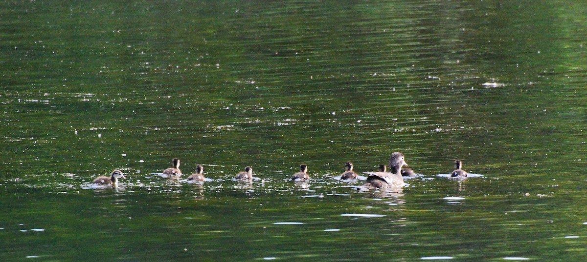 Wood Duck - ML620666887