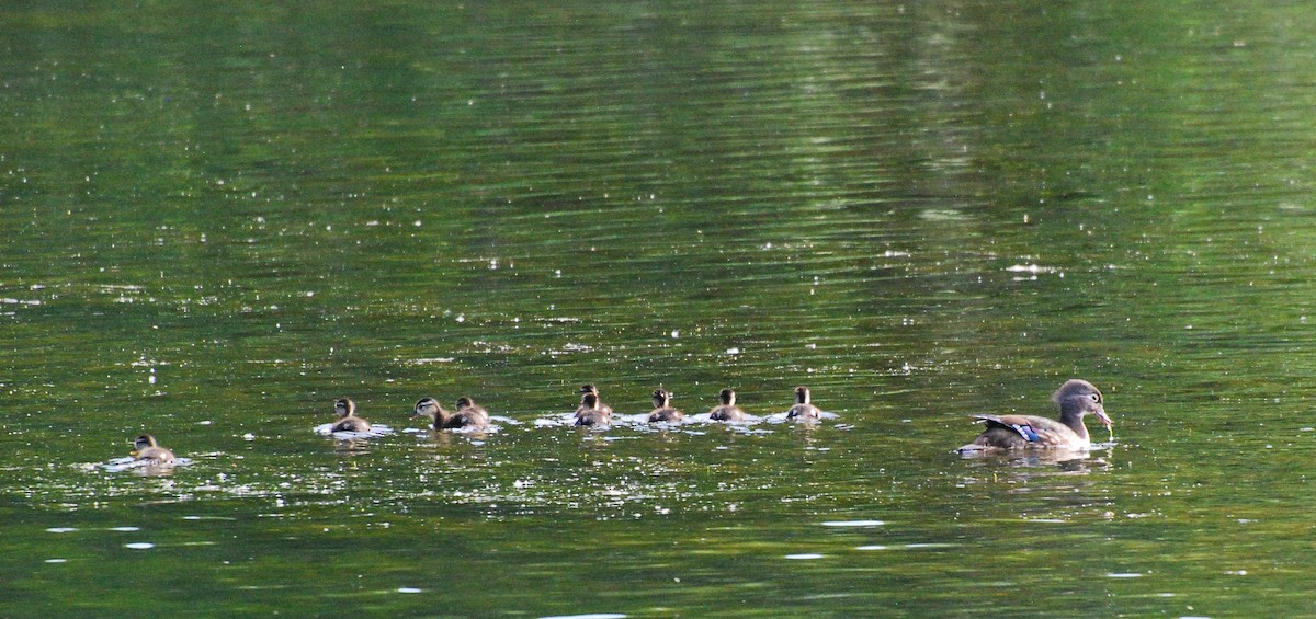 Wood Duck - ML620666889