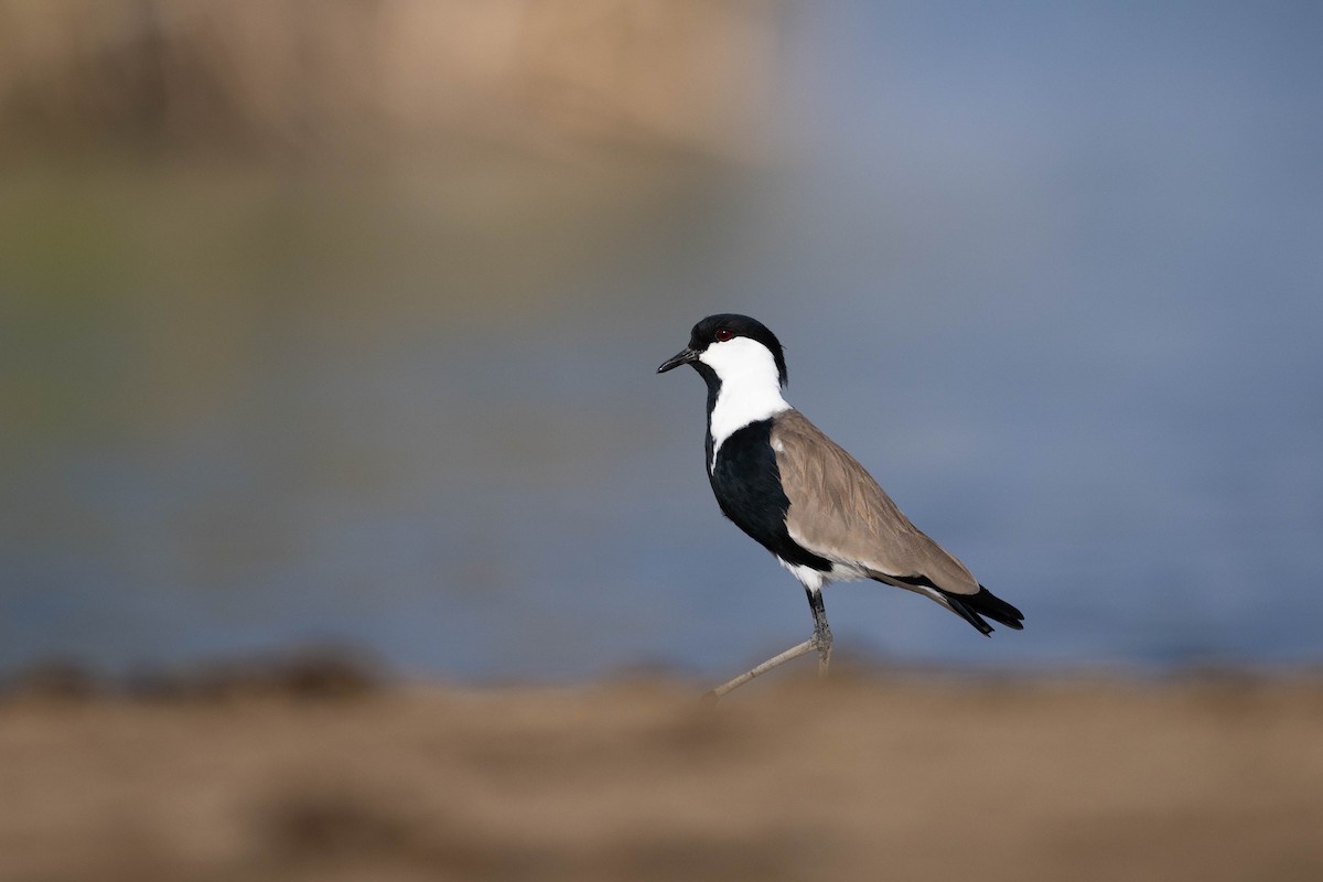 Spur-winged Lapwing - ML620666890