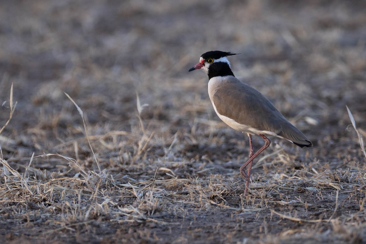 Black-headed Lapwing - ML620666891