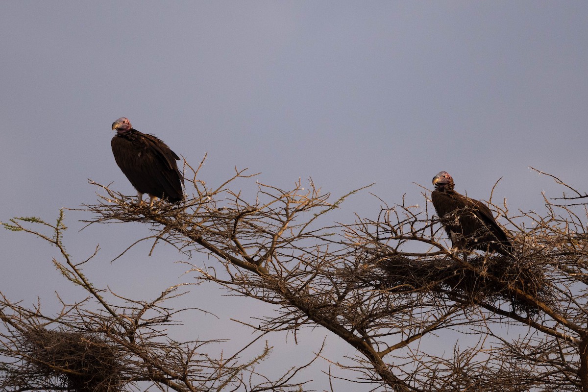 Lappet-faced Vulture - ML620666897