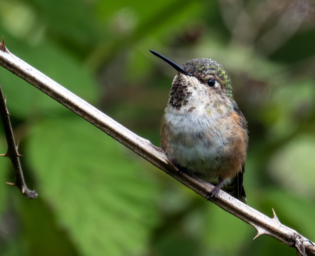 Rufous Hummingbird - ML620666901