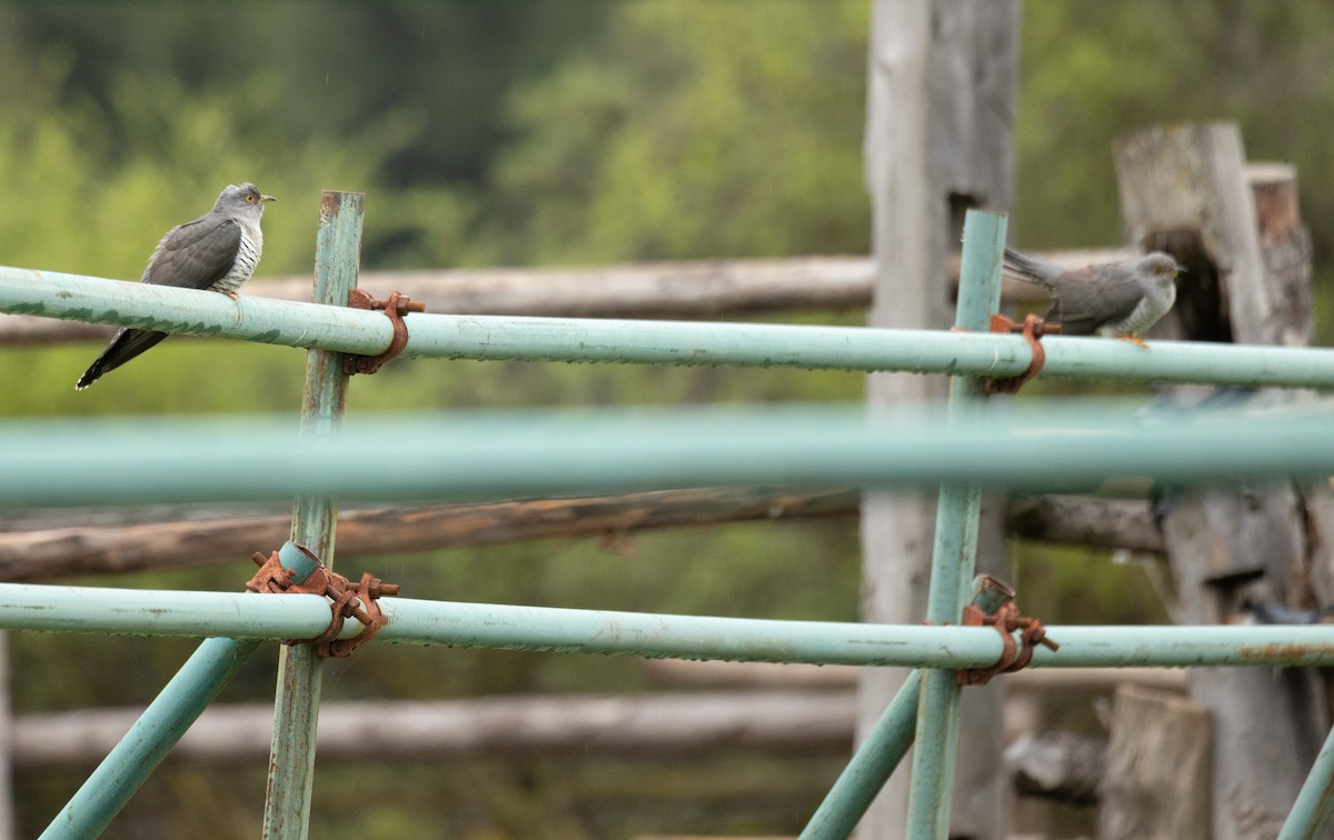 Common Cuckoo - ML620666902