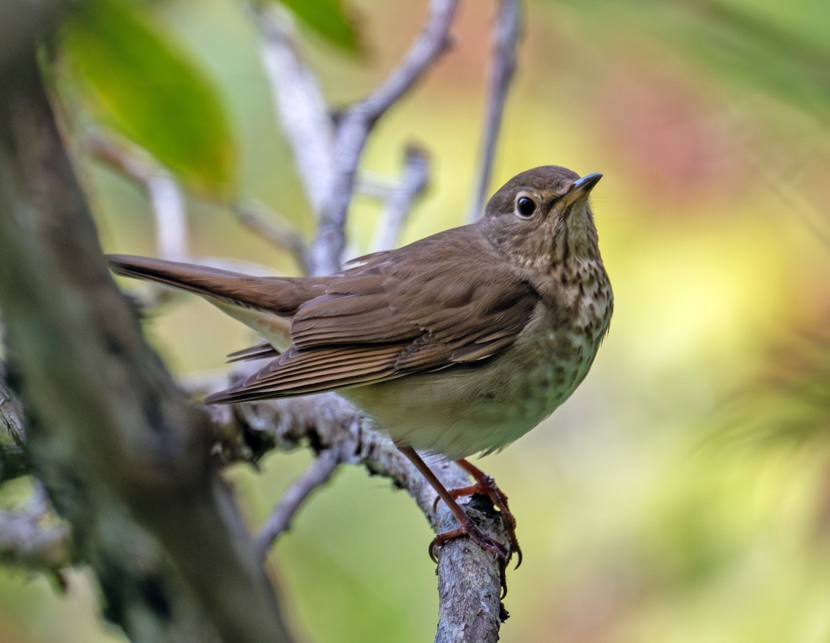 Swainson's Thrush - ML620666904