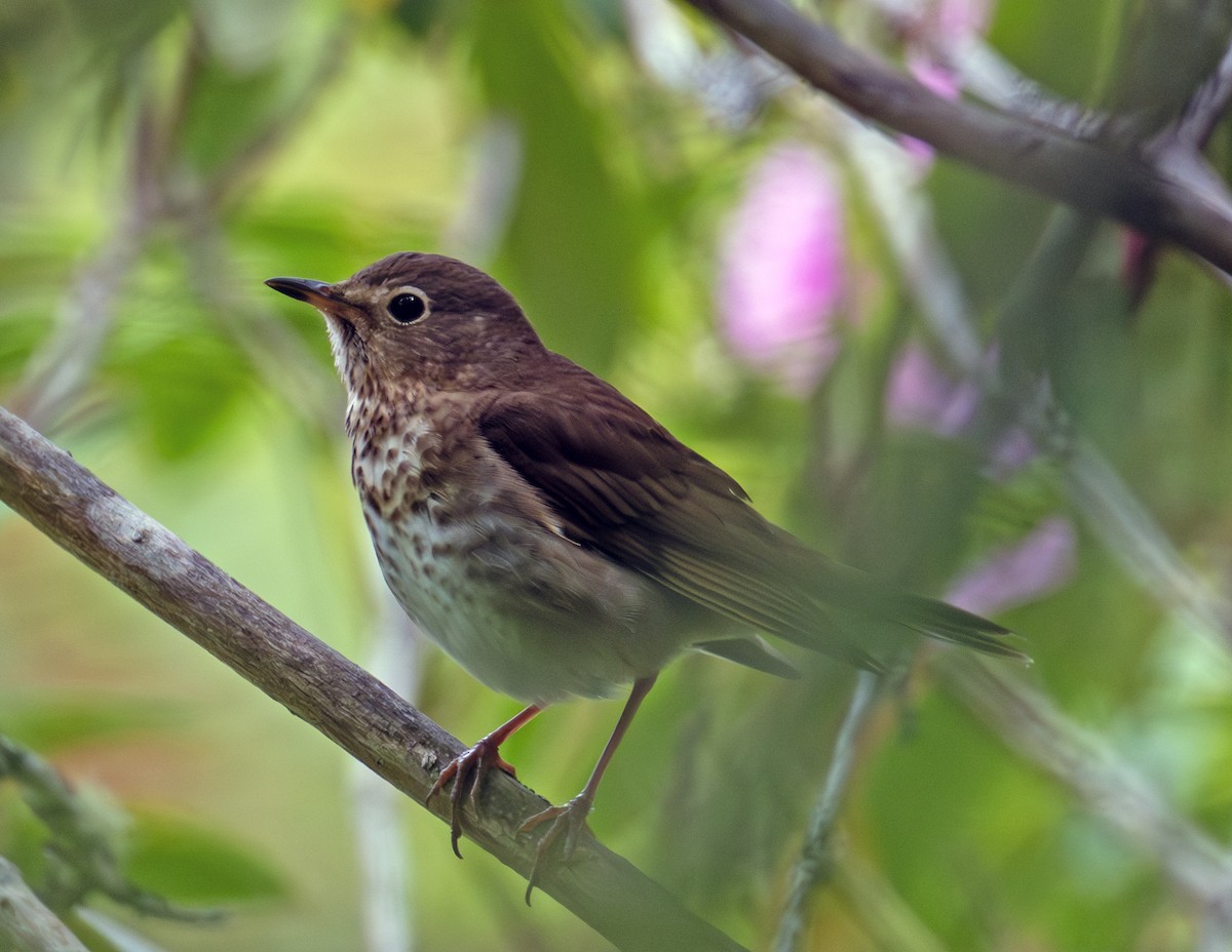 Swainson's Thrush - ML620666905