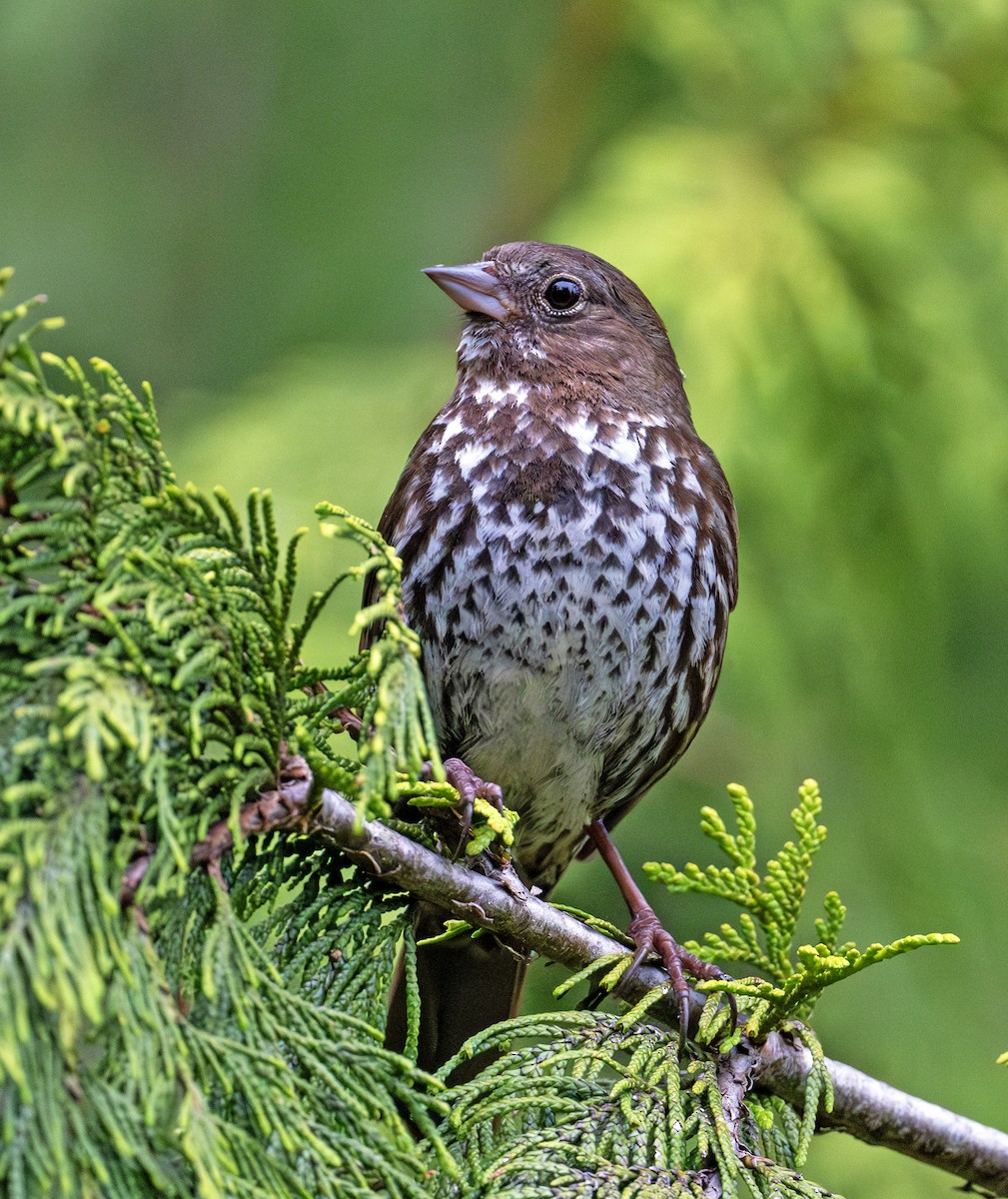 Fox Sparrow - ML620666906