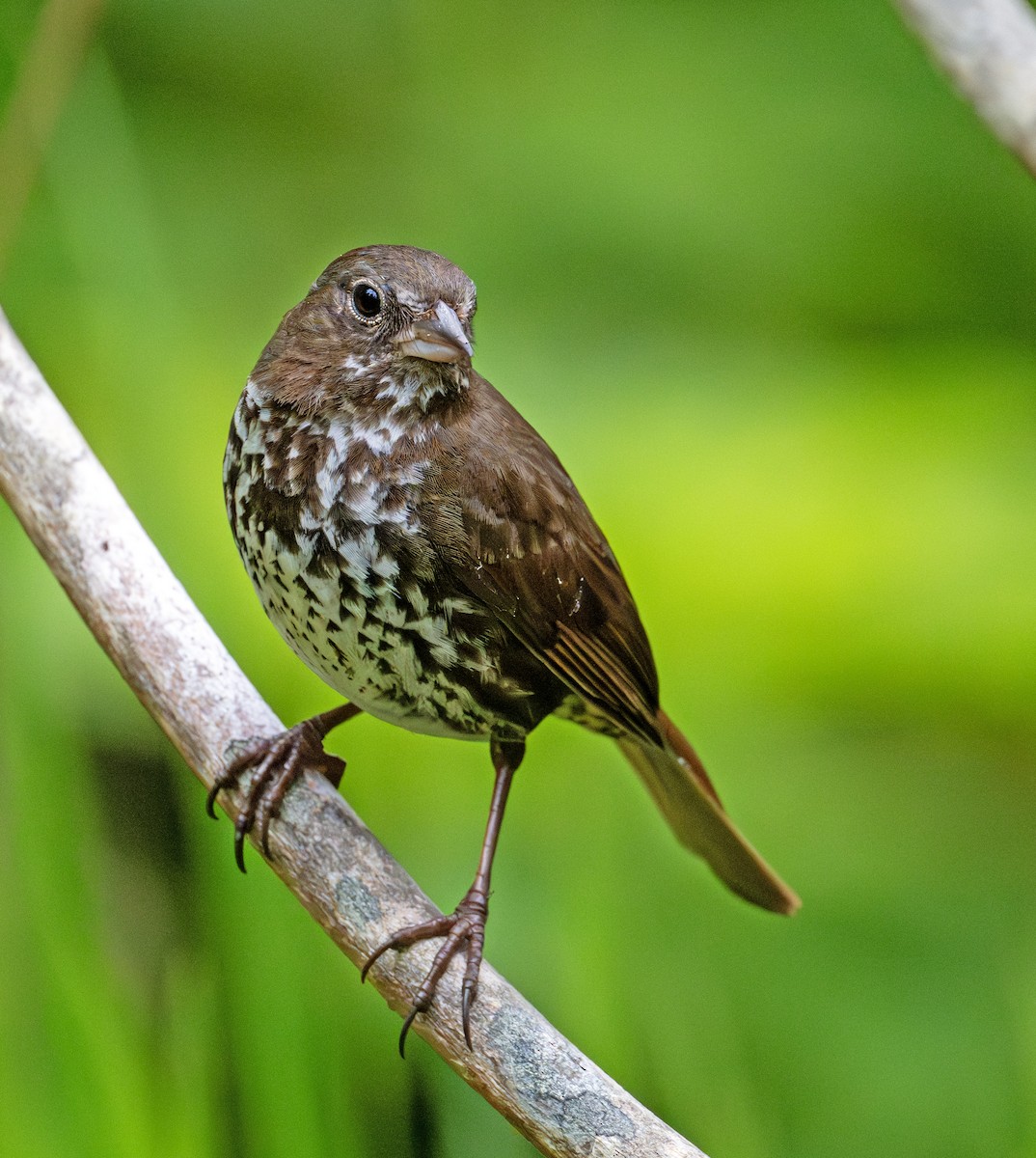 Fox Sparrow - ML620666907