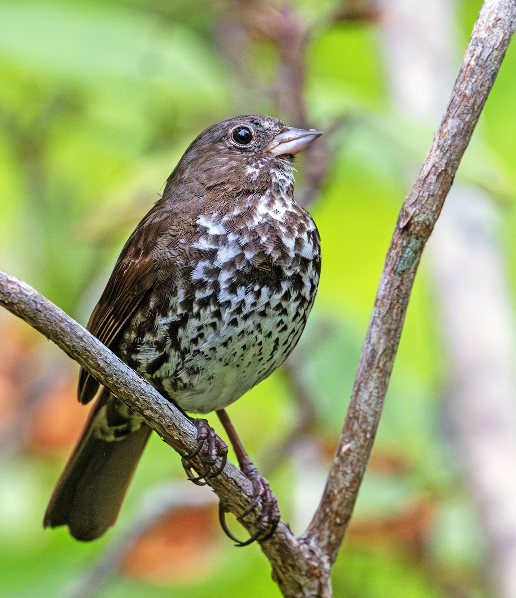 Fox Sparrow - ML620666908