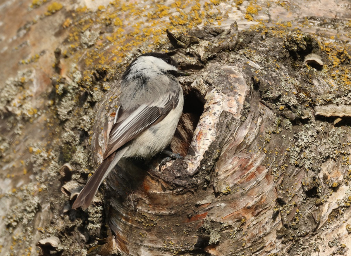 Mésange à tête noire - ML620666911