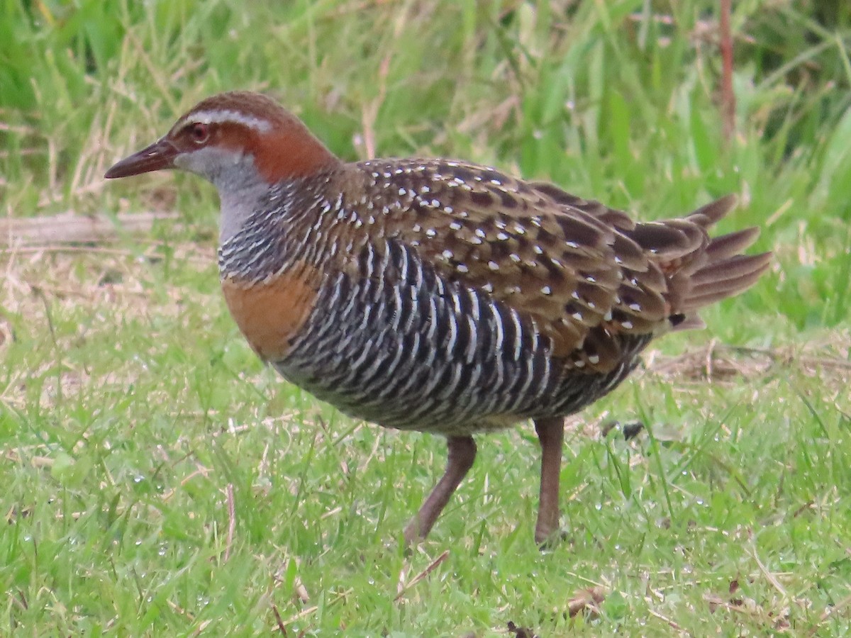 Buff-banded Rail - ML620666914